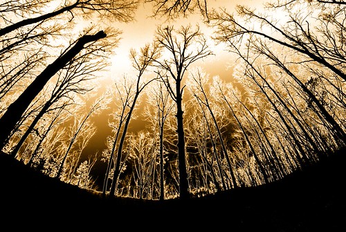 Winter Forest | by Paul Rains
