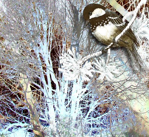 dream in a frozen world | by Catness Grace