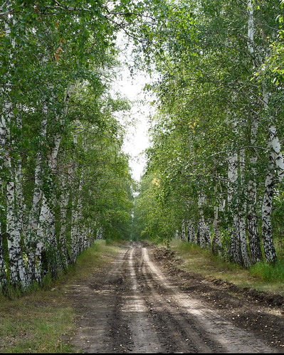 барнаул landscape nature forest russia