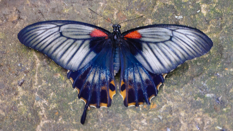 Stratford Butterfly Farm: butterfly
