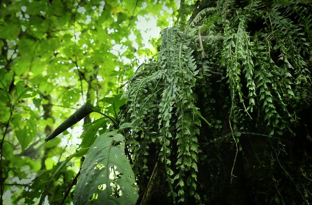 The dark ferns of the forest
