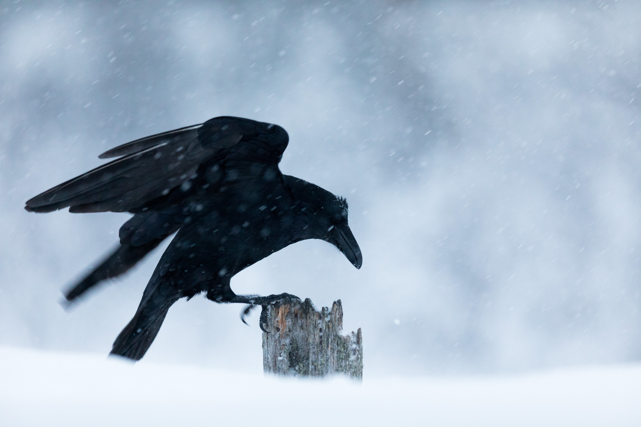 Raven - Eagle Hide in Kalvträsk, Västerbotten, Sweden