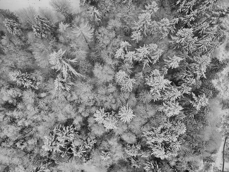A White Christmas