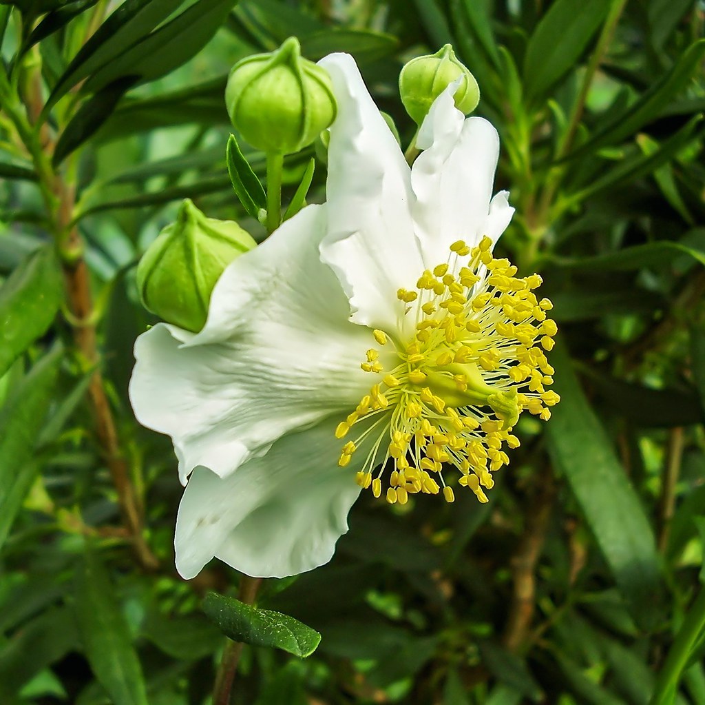 Carpenteria californica; Hydrangeaceae (1)