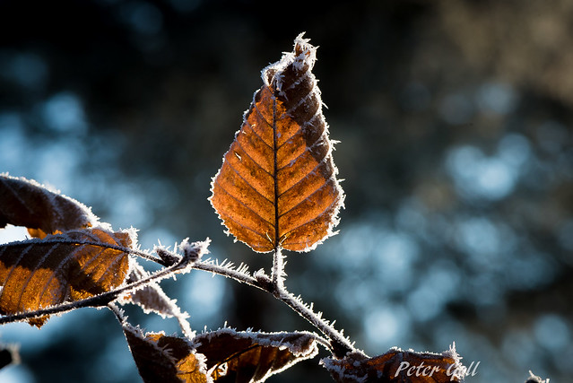 Hornbeam hoarfrost