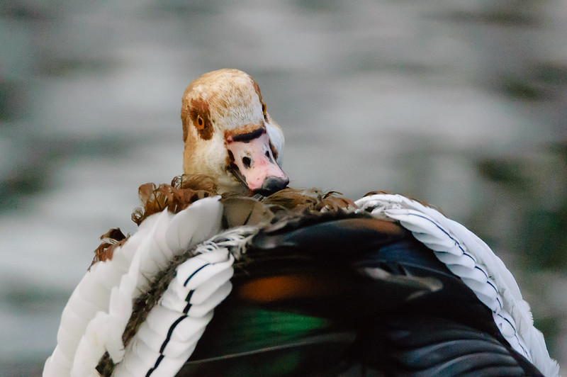 Don't look back: Egyptian goose preening