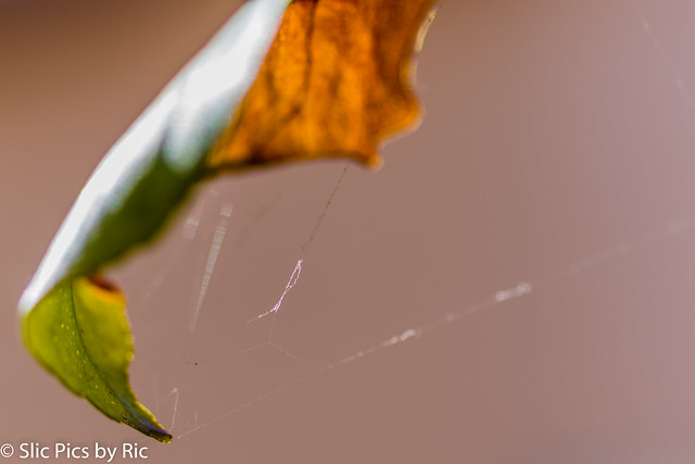 leaf with web