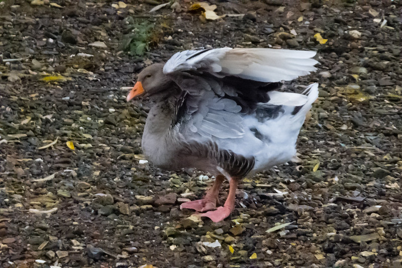 A good stretch (greylag goose, Bylet, Bridgnorth)