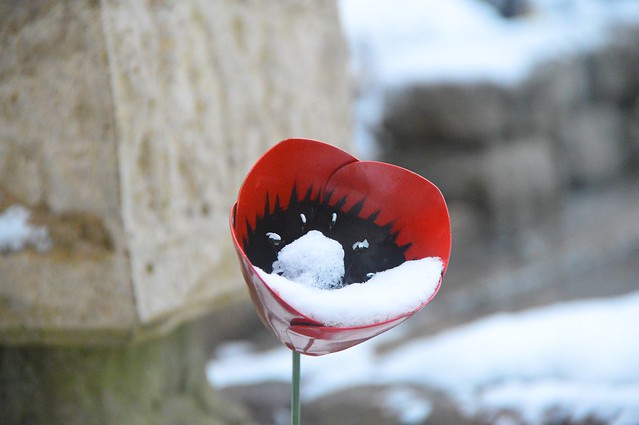 Poppy in Snow