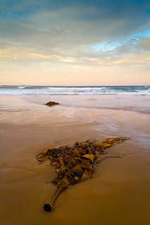 Kelp, Bancora Beach, Bellarine Peninsula - Victoria