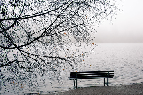 sharonwish bluechameleonphotography branches colour fog landscape lonely lostlagoon melancholic moody nature parkbench ripples shoreline stanleypark tree vancouver water yellowleaves wintersolstice sky mist solstice ngc