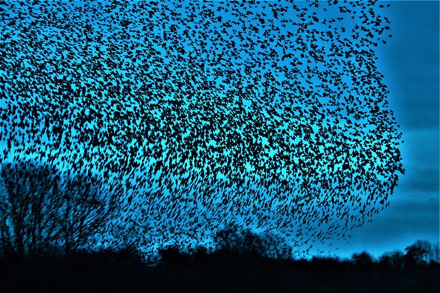 Starlings storm over Potteric Carr at dusk