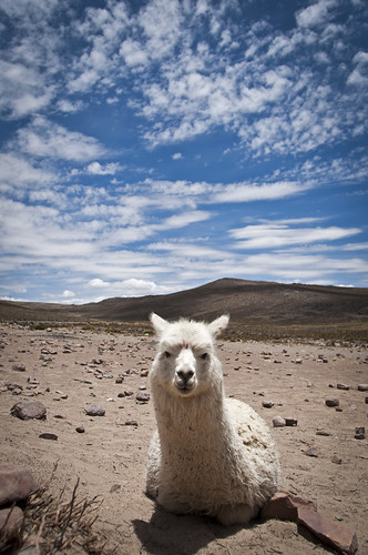 llama alpaca vicuña peru andes bolivia