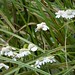 Flickr photo 'Sneezewort - Achillea ptarmica' by: gailhampshire.