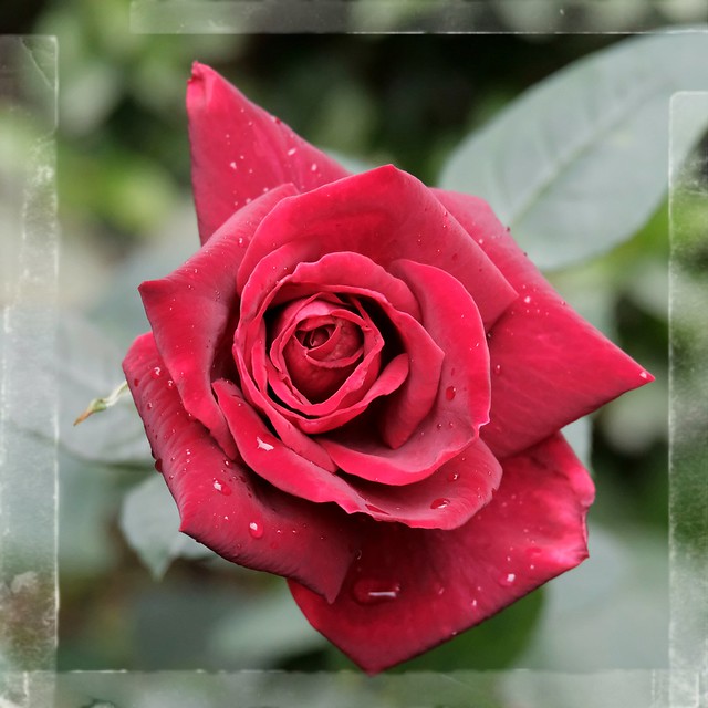2018-01-05 一月九龍公園內盛放的红玫瑰花