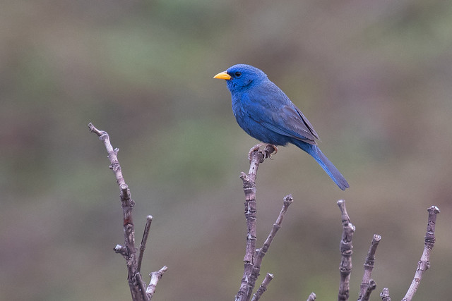 Blue Finch (Rhopospina caerulescens), male