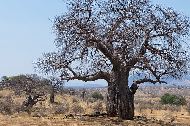 African Safari. The baobab.