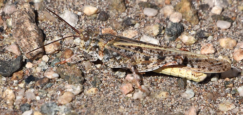 Toothed Dune Grasshopper (Trimerotropis agrestis barnumi) - Alamosa County CO - August 2017 | by SteveMlodinow