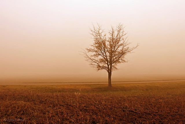 Winter  Tree Fog / Fa  Köd  Tél