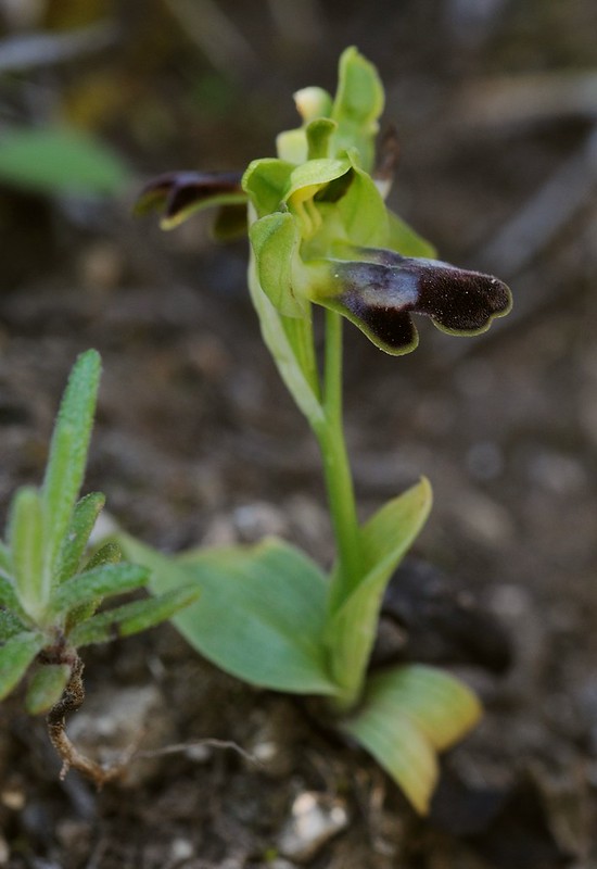 20170411-065F | Trauer-Ragwurz (Ophrys funerea) bei Mattinata. Apulien, 11.04.2017