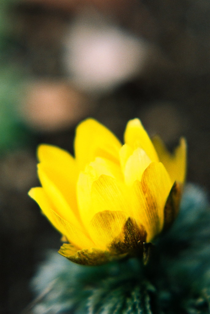 Adonis amurensis