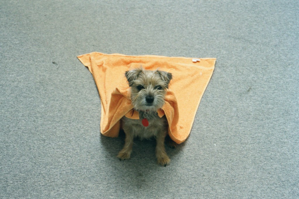 Superdog