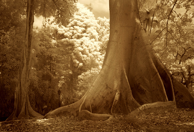 The Kapok Tree (infrared)