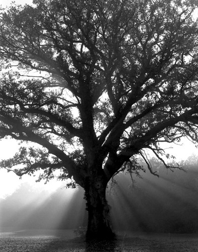 trees blackandwhite tree film sunrise illinois oak scanned blogged oaktree burroak blogged20060417 notei loneoaktree notcipb nottwit