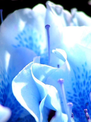 An icy blue azalea | Color changed. Original posted, too. ww… | Flickr