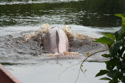 Look - a pink dolphin!