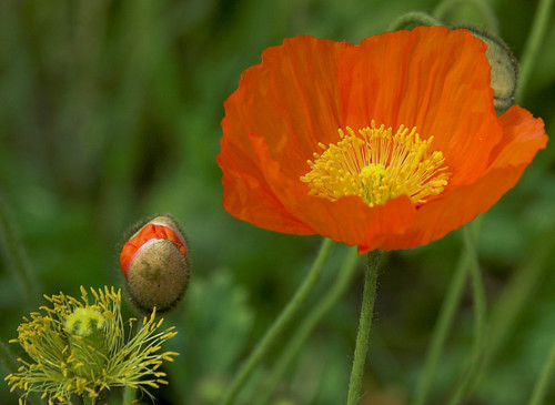 Poppy Life Life cycle of the poppy | Best viewed large | KaroliK | Flickr