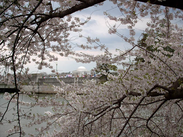 Jefferson Memorial through cherry blossoms