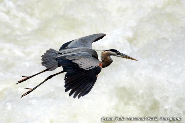Great Blue Heron @ Great Falls National Park, Maryland