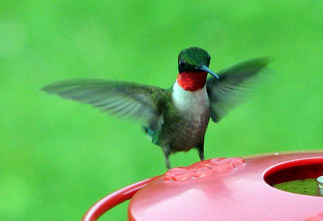 The hummingbirds are back!  Yay!!