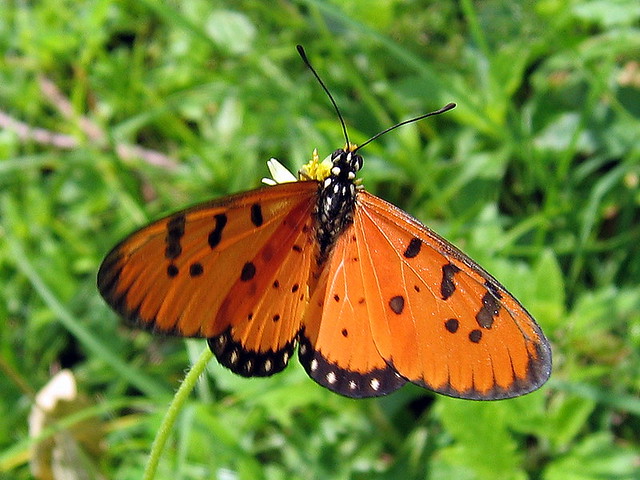 Tawny Coster Butterfly