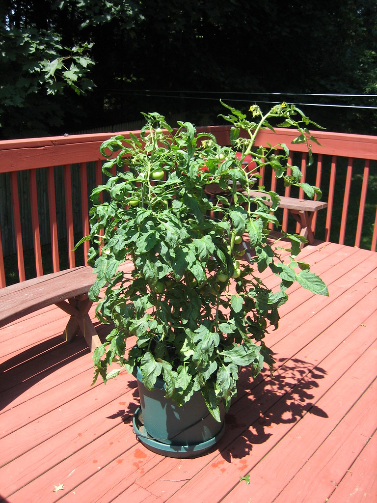 Tomatenpflanze in der prallen Sonne