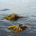 Flickr photo 'bull kelp (Nereocystis luetkeana) forest' by: TurasPhoto.