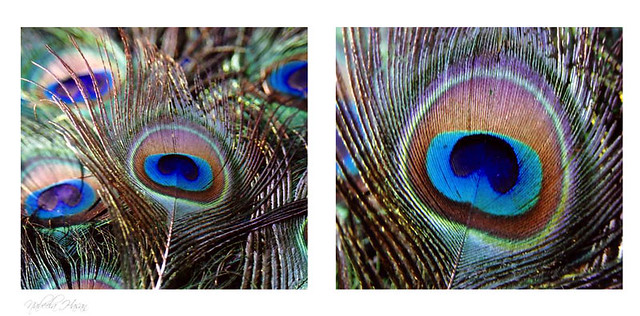 Artistic Cliche | Macro Peacock feathers Colour brilliance | Nabeela ...