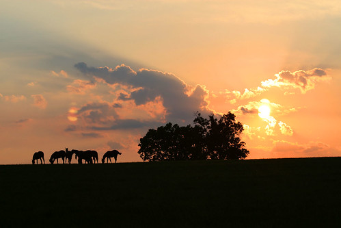 sunset horse farm