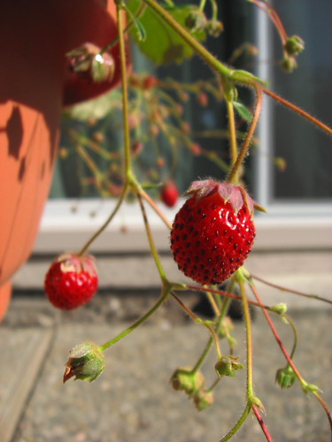 Wild Strawberries | by what.amidoing