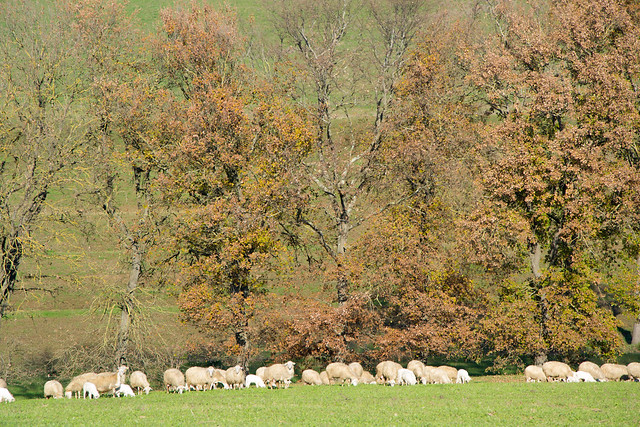 loud bleating and grazing sheep