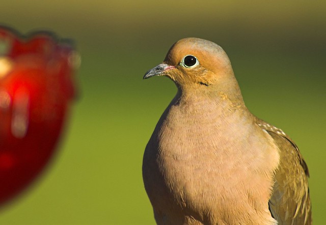 His Eye on the Prize --Mourning Dove