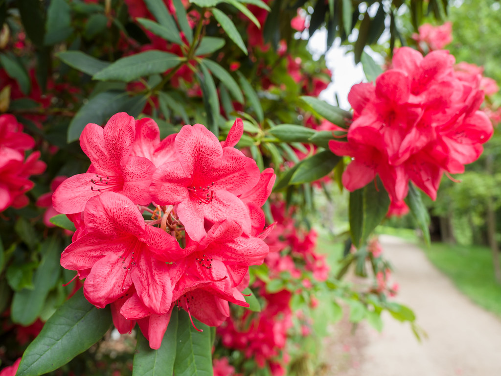 Red Rhododendron England Red rhododendron | Cliveden, Buckinghamshire | James Petts | Flickr