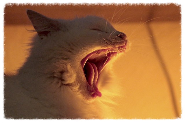 Yawn By Light