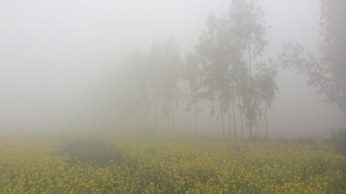 morning foggymorning fogdrama ngo photooft photooftheday