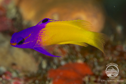 Cayman