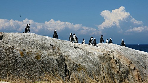 Boulders penguin colony