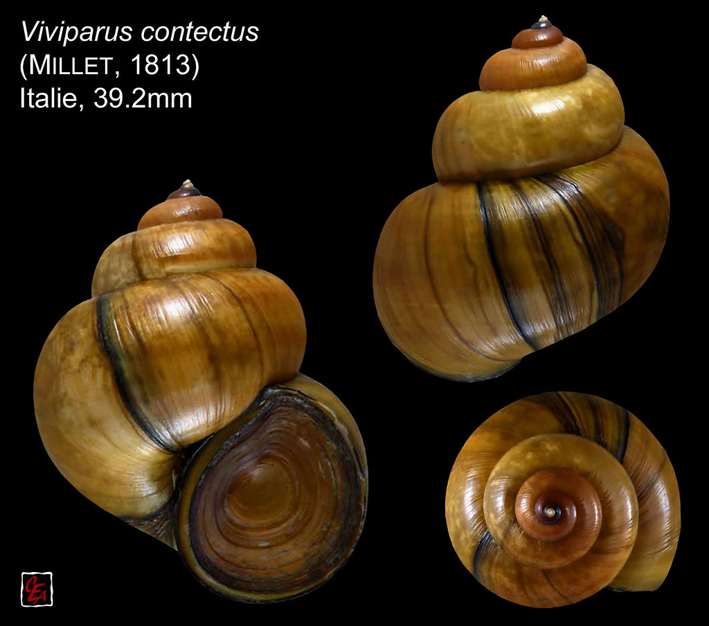 viviparus contectus italie 39mm2