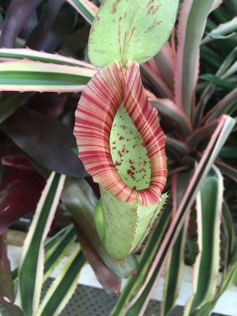 Nepenthes pitcher