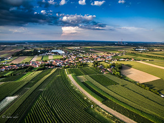 wineyards, trasdorf, lower austria